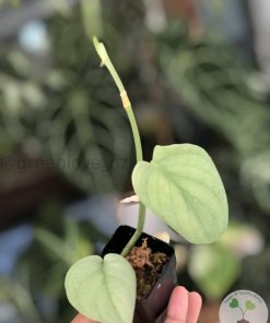 Scindapsus Silver Platinum - D
