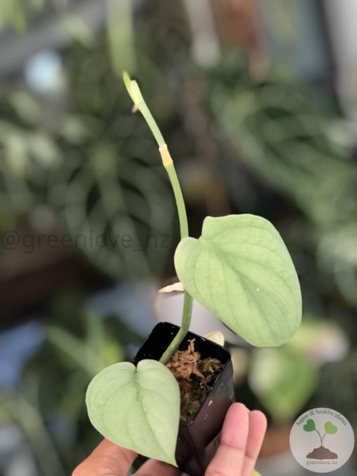 Scindapsus Silver Platinum - D
