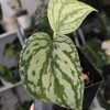 Scindapsus Tricolour Dark form (Clone 1)