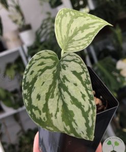 Scindapsus Tricolour Dark form (Clone 1)