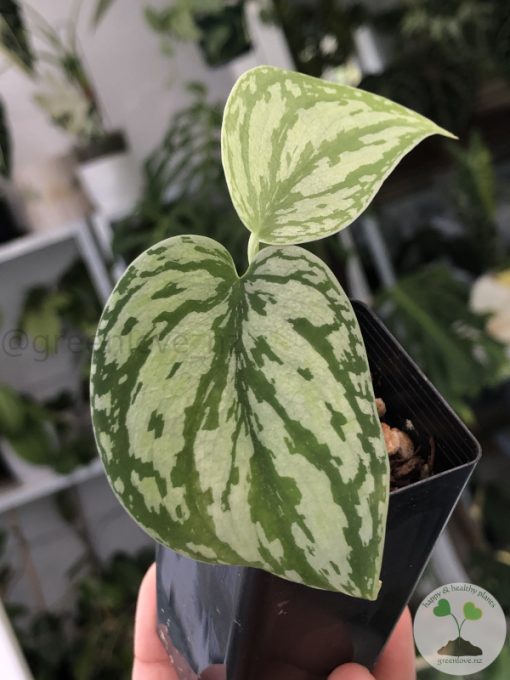 Scindapsus Tricolour Dark form (Clone 1)