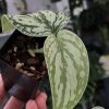 Scindapsus Tricolour Dark form (Clone 1)