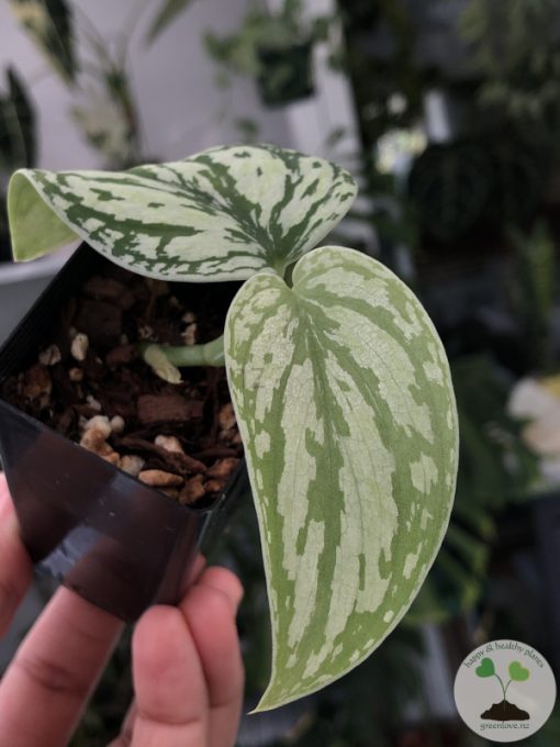 Scindapsus Tricolour Dark form (Clone 1)