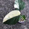 Variegated Chiapense