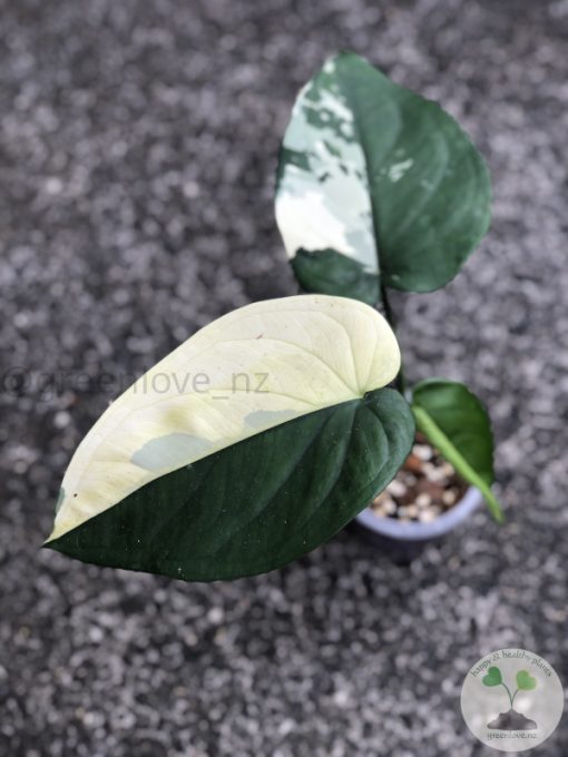 Variegated Chiapense