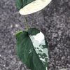 Variegated Chiapense