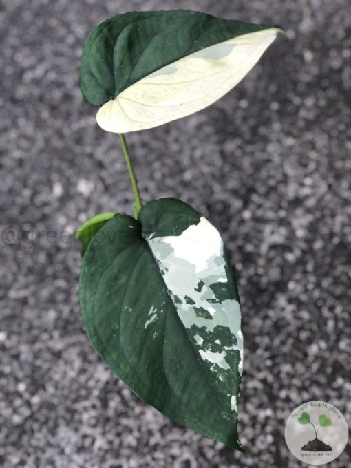 Variegated Chiapense