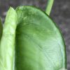 Variegated Chiapense