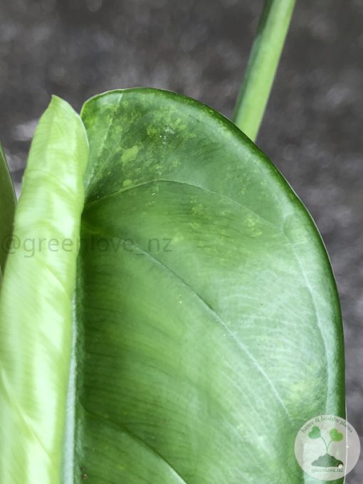Variegated Chiapense