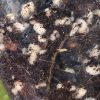 Variegated Chiapense