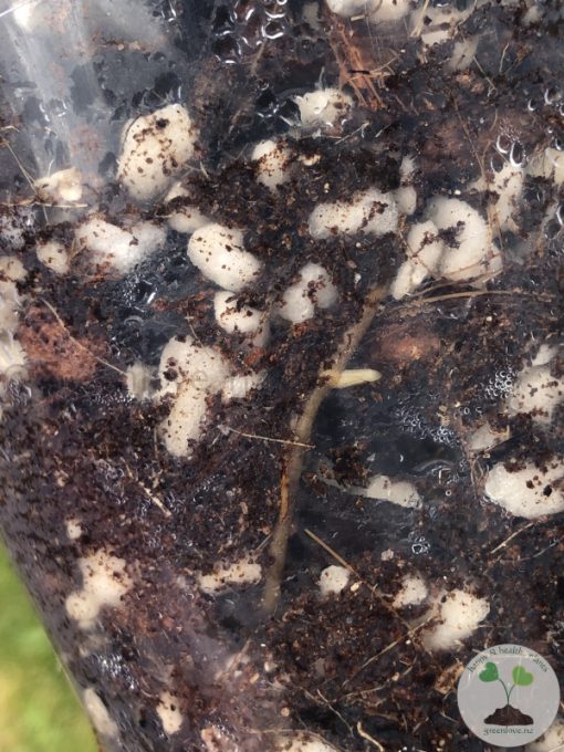 Variegated Chiapense