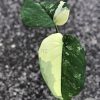Variegated Chiapense