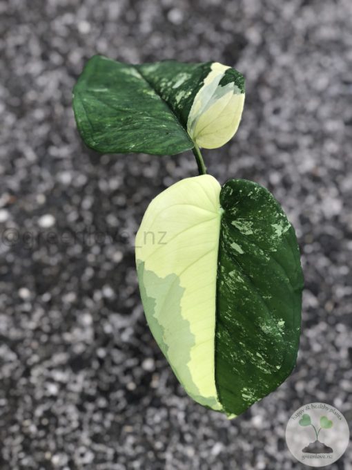 Variegated Chiapense