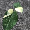 Variegated Chiapense