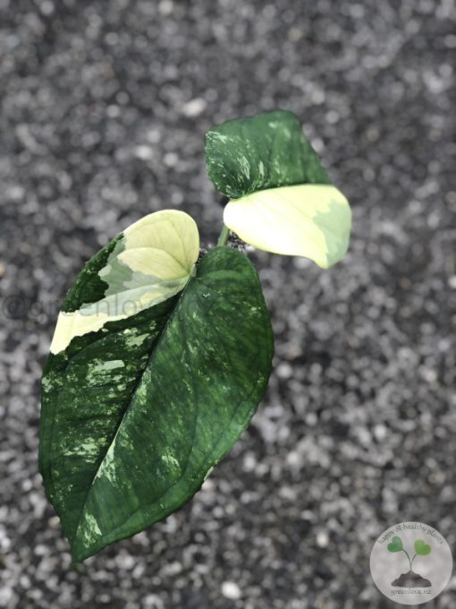 Variegated Chiapense