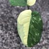Variegated Chiapense