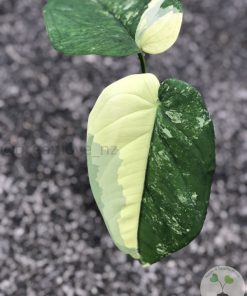 Variegated Chiapense