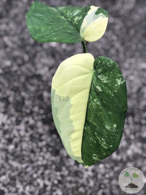 Variegated Chiapense