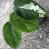 Variegated Chiapense