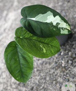 IMG_7802 Variegated Chiapense