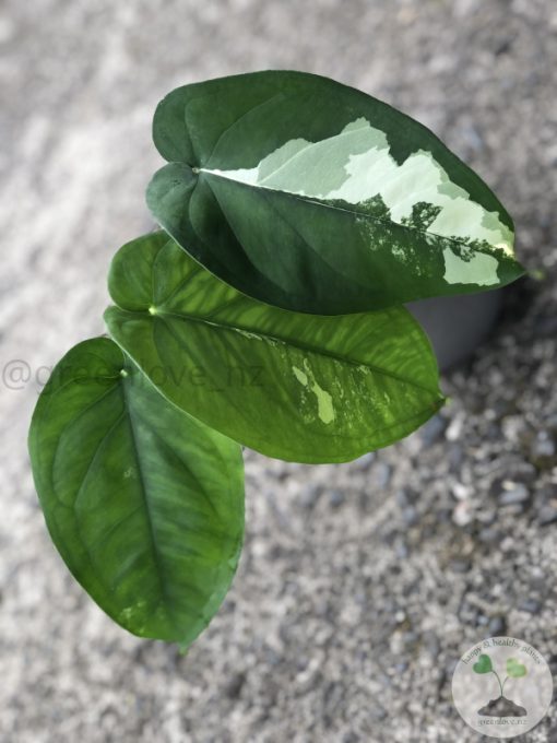 Variegated Chiapense