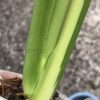 Variegated Chiapense