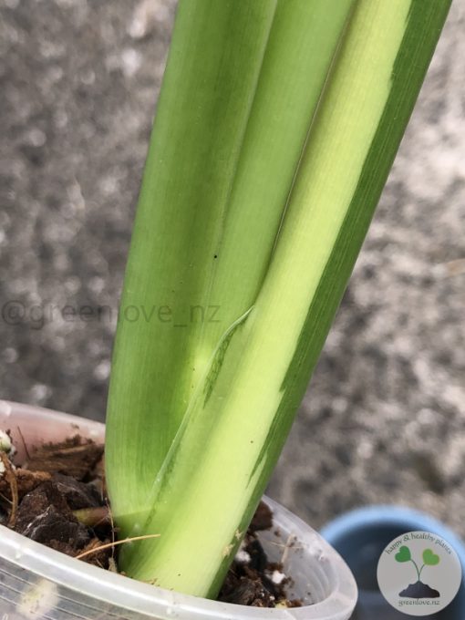 Variegated Chiapense