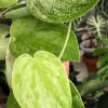 Rare Scindapsus Gold Dust