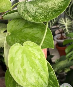 Rare Scindapsus Gold Dust