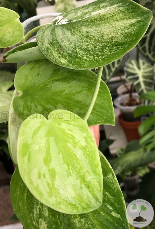 Rare Scindapsus Gold Dust