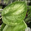 Rare Scindapsus Gold Dust