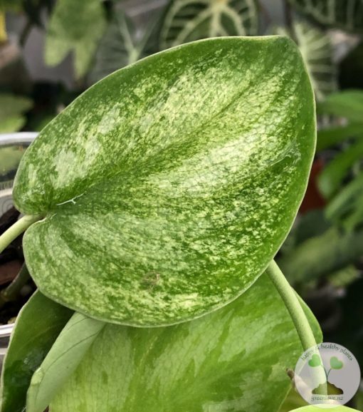 Rare Scindapsus Gold Dust