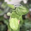 Rare Scindapsus Gold Dust