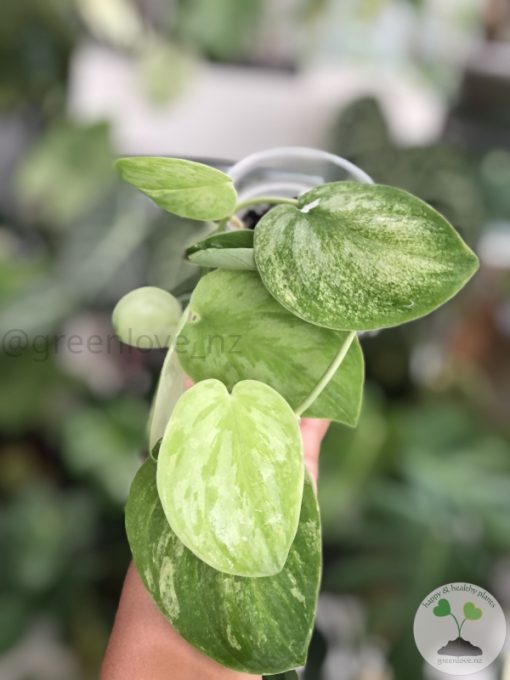 Rare Scindapsus Gold Dust
