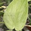 Rare Scindapsus Gold Dust
