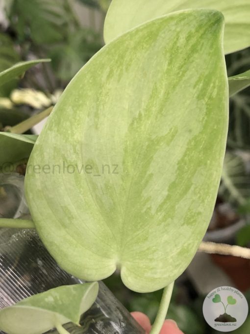 Rare Scindapsus Gold Dust