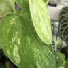 Rare Scindapsus Gold Dust