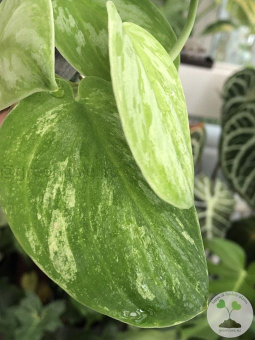 Rare Scindapsus Gold Dust