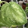 Rare Scindapsus Gold Dust