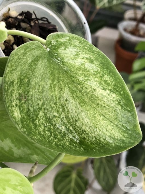 Rare Scindapsus Gold Dust