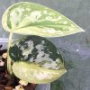 Rare Scindapsus Majika - A