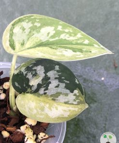 Rare Scindapsus Majika - A
