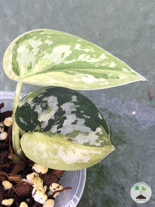 Rare Scindapsus Majika - A