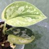 Rare Scindapsus Majika - A
