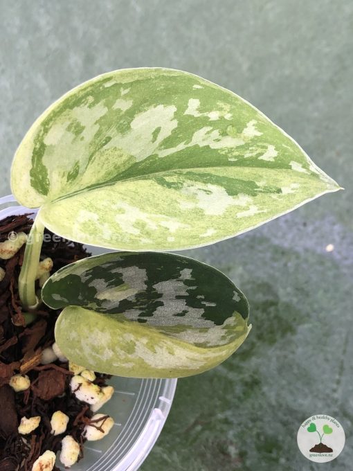 Rare Scindapsus Majika - A