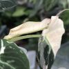 Alocasia Black Velvet Pink Variegated - D
