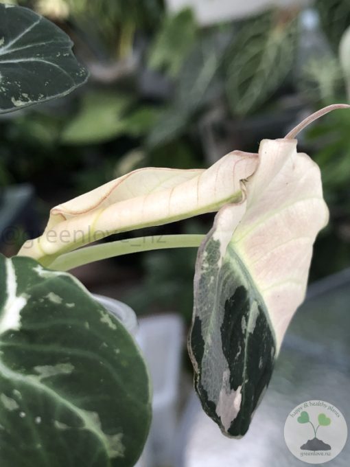Alocasia Black Velvet Pink Variegated - D