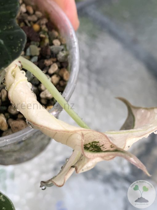 Alocasia Black Velvet Pink Variegated - D