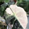 Alocasia Black Velvet Pink Variegated - D