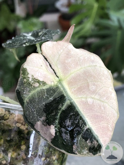 Alocasia Black Velvet Pink Variegated - D